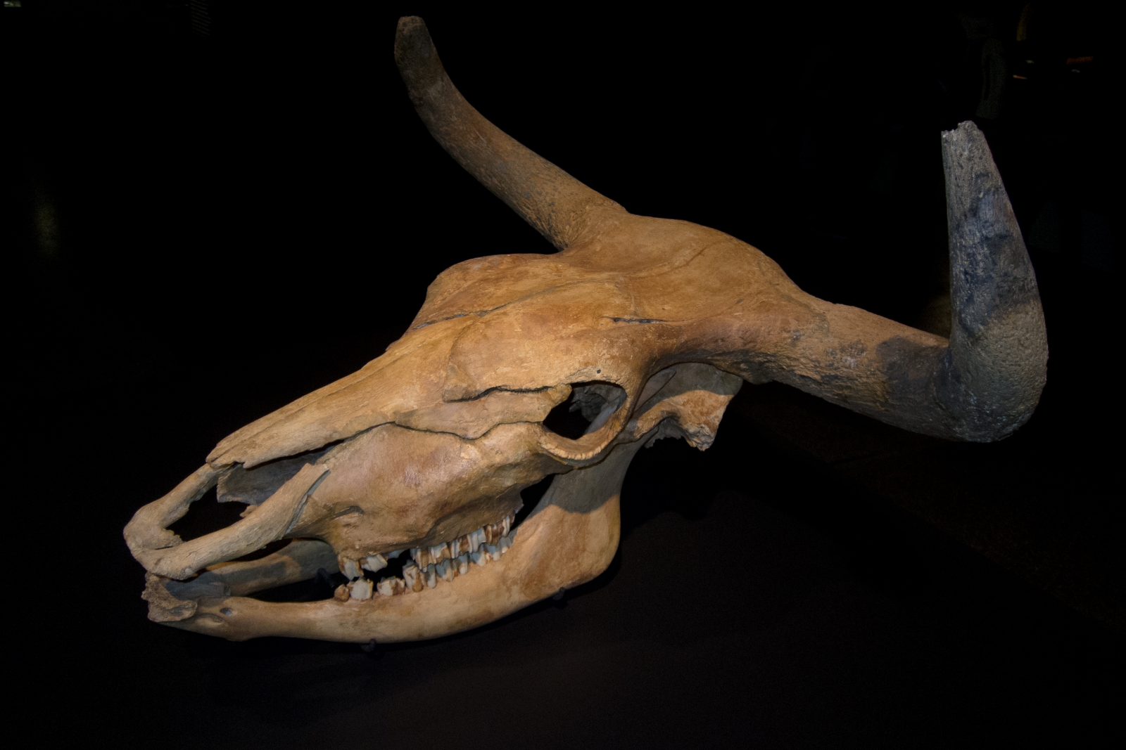 Aurochs: How Hitler and Goering resurrected extinct species to make ...