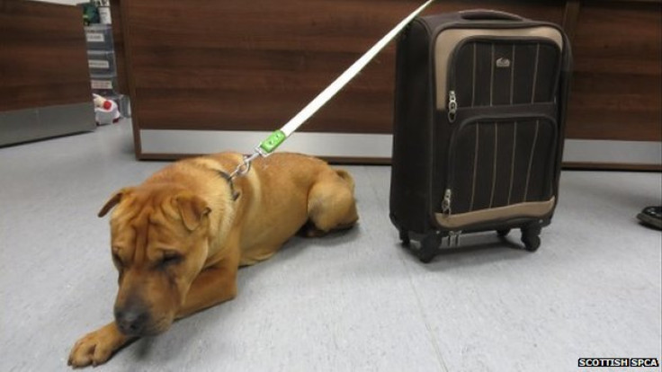 A male Shar-Pei dog was abandoned outside a Scottish railway station, tied to a suitcase with all his belongings, including dog bowl