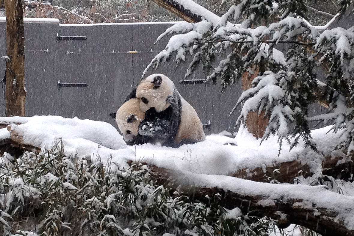 pandas snow
