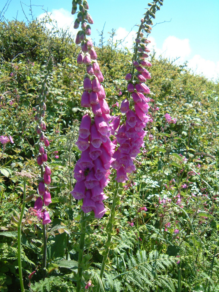 Foxgloves