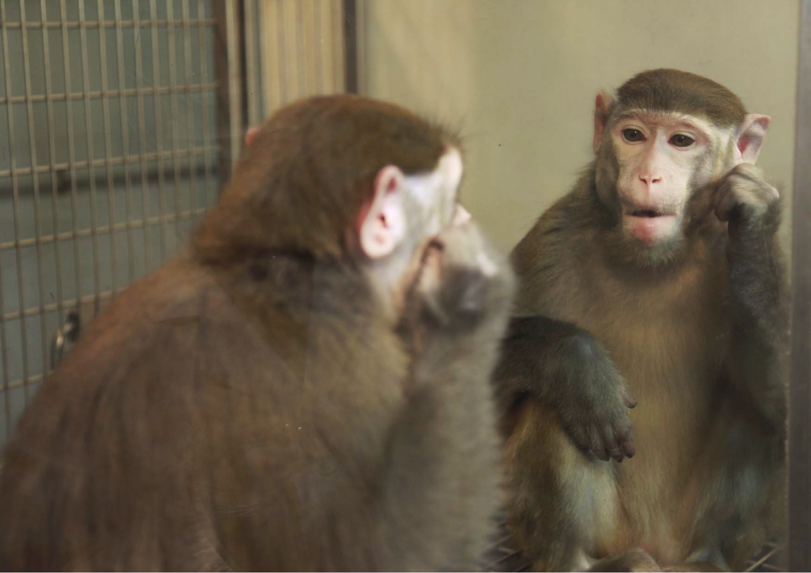 Monkeys recognise themselves in mirrors for first time and decide to