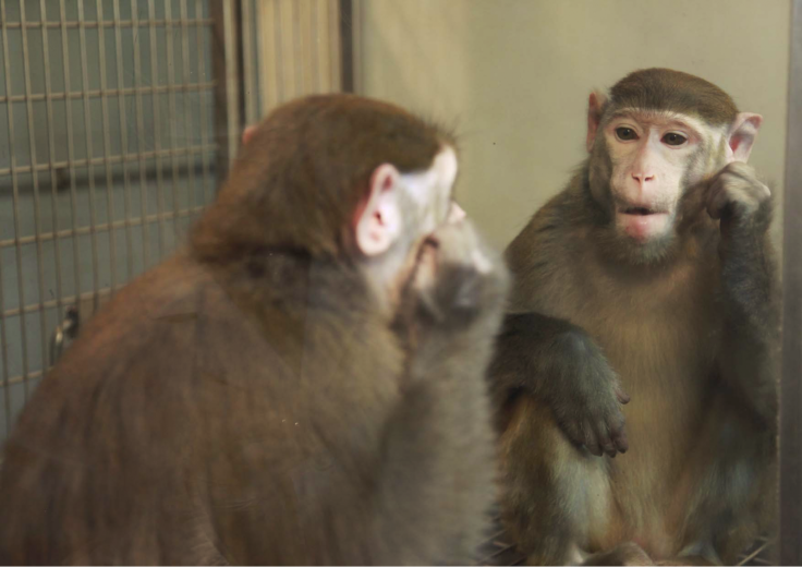 monkey mirror