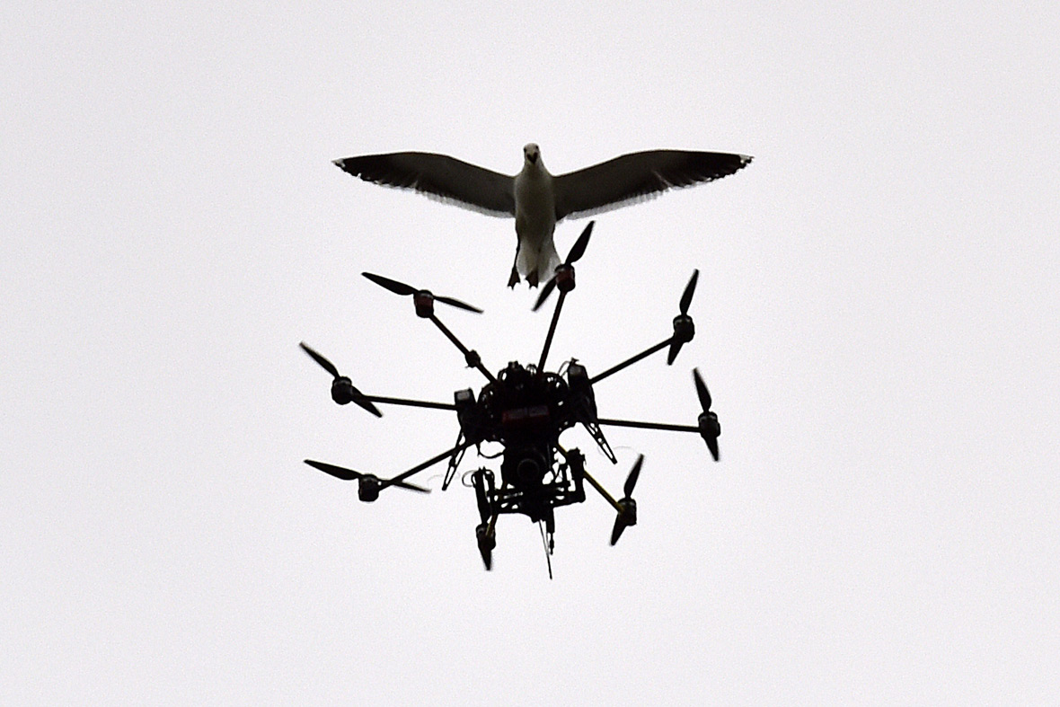 cricket drone seagull