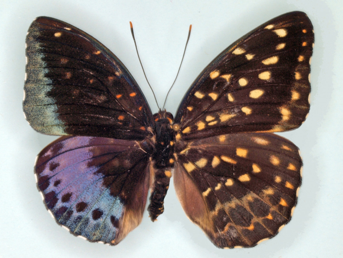 butterfly butterfly