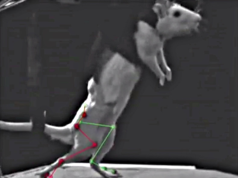 Paralysed rats have regained the ability to walk after using a new implant and undergoing several weeks of training