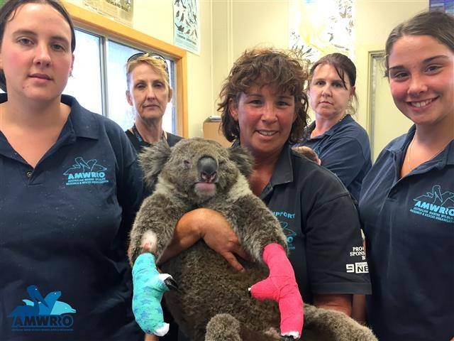 koala mittens