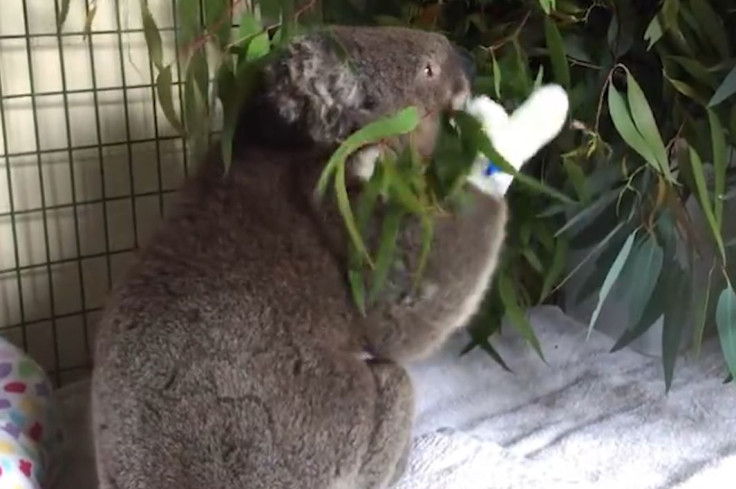 Koala mitten appeal gets huge response after Australia bushfires burn their paws