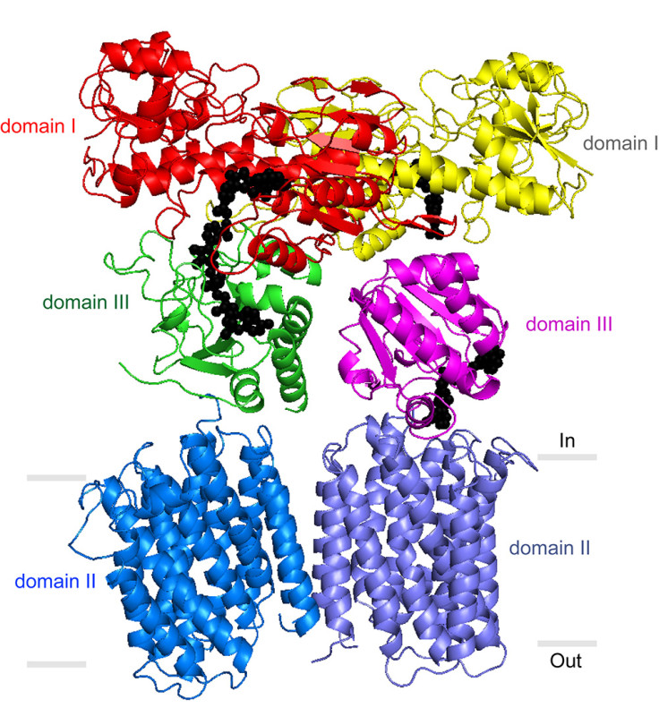 CELL MECHANISM