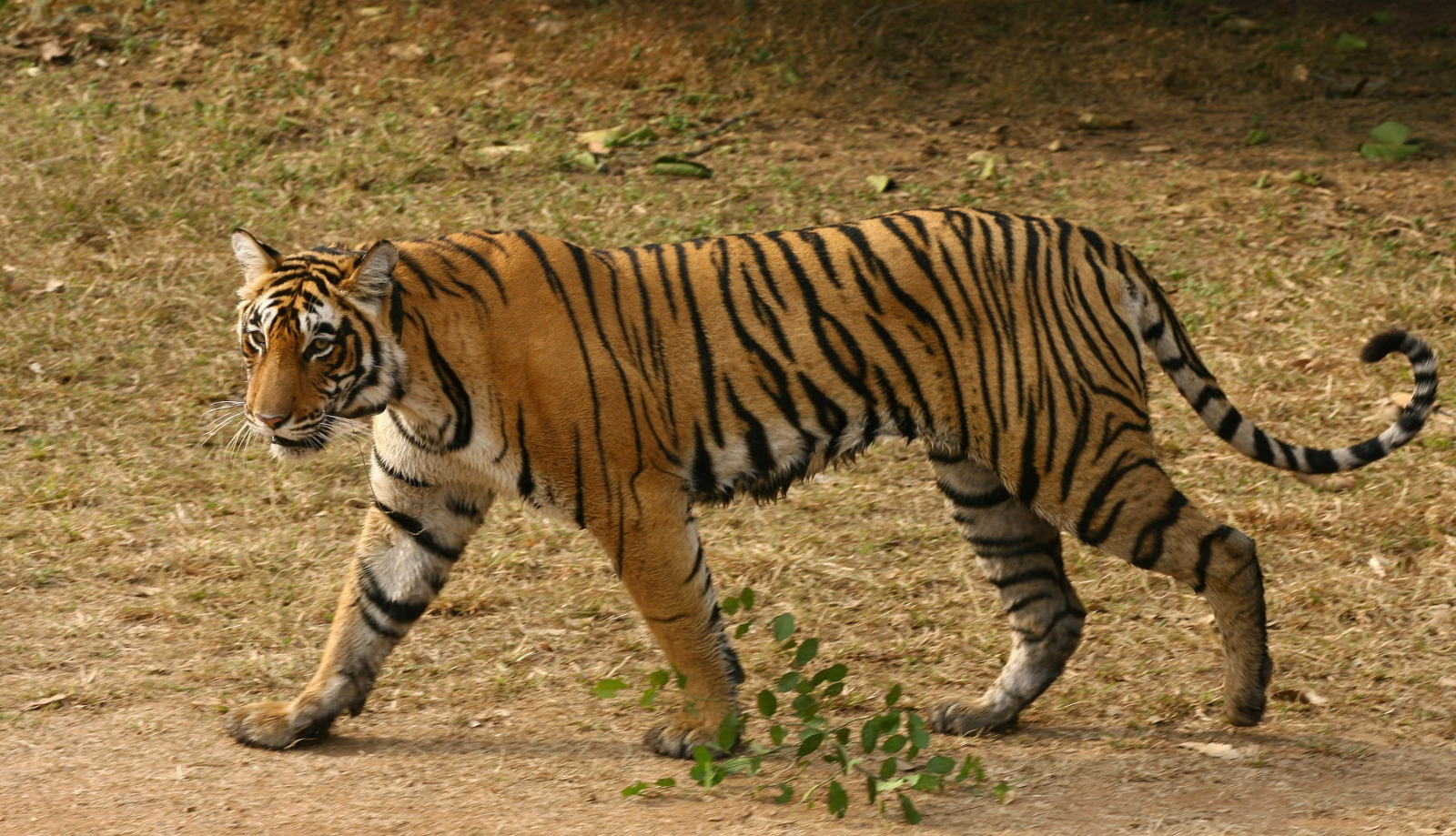 India: Tiger numbers stabilise in protected habitats but poaching