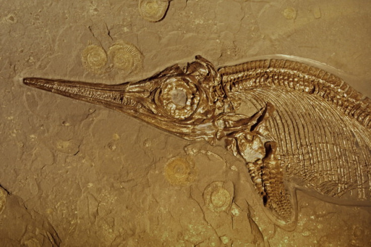 ICHTHYOSAUR