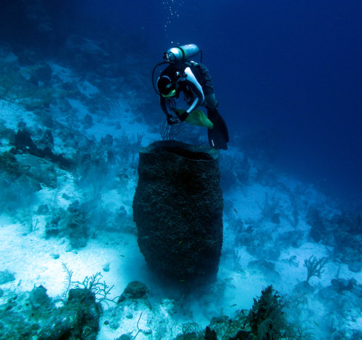 Giant Barrel Sponge