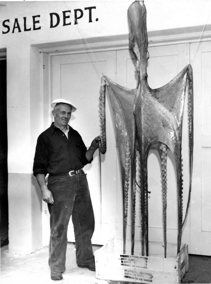 giant squid