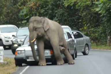 Car damaged in Thailand after elephant goes on rampage