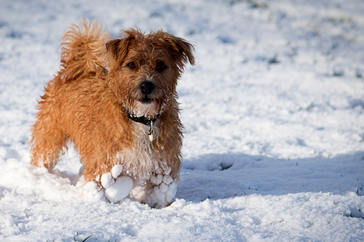 snow bath