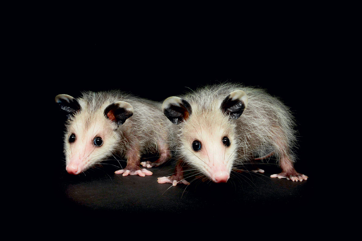 Nocturne, Creatures Of The Night by Traer Scott Photos of the world's