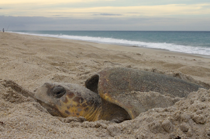 sea turtle