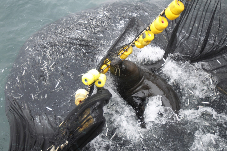 ocean farming