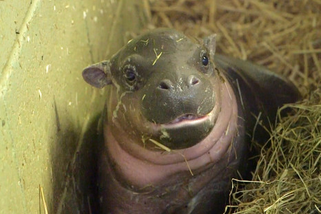 Endangered baby pygmy hippo born at Whipsnade Zoo