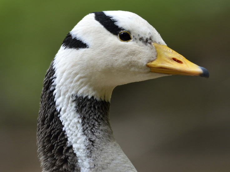 bar headed goose