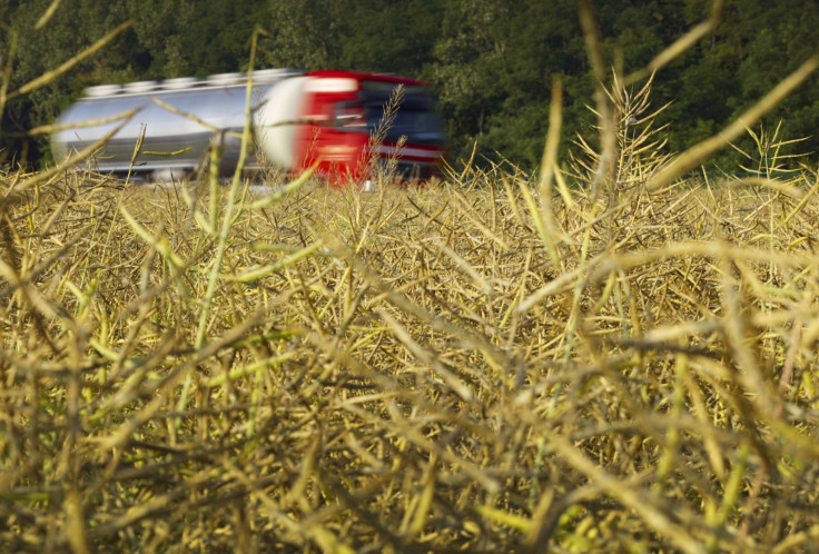 RAPESEED