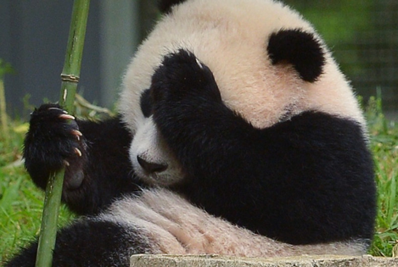 Giant pandas dead from killer illness in China