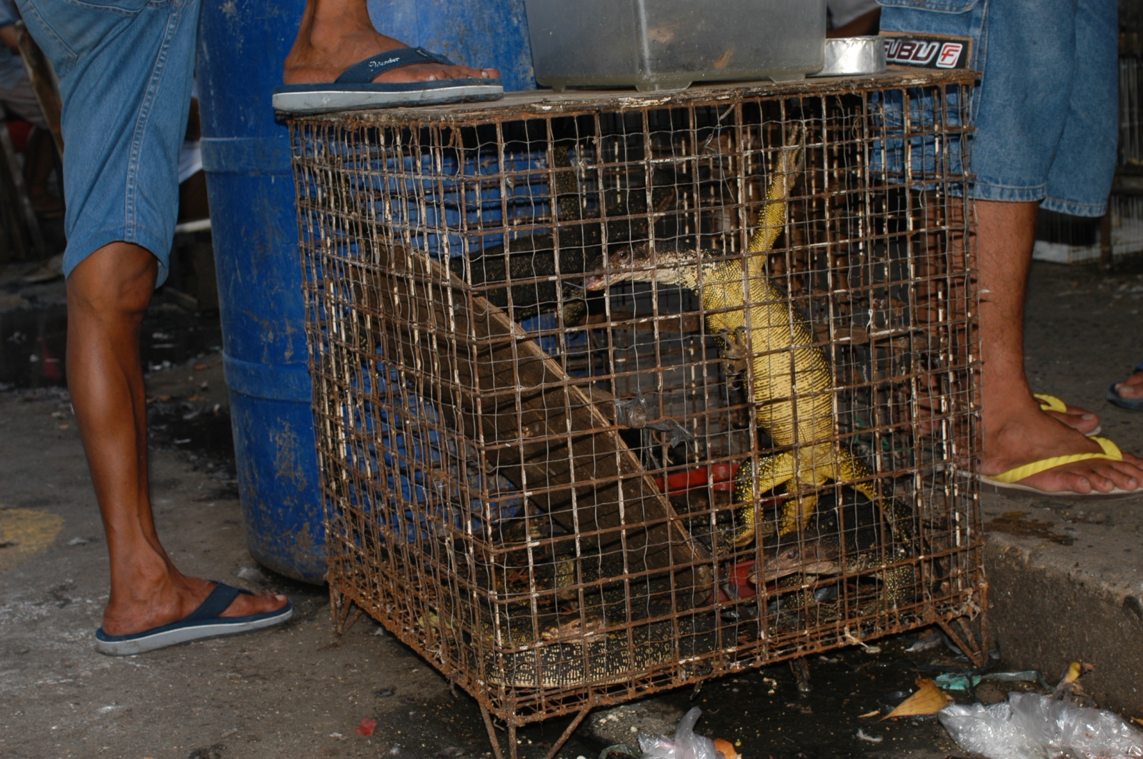 Philippines: Two new lizard species discovered in Manila black market