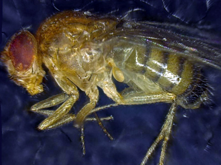 DROSOPHILA MELANOGASTER