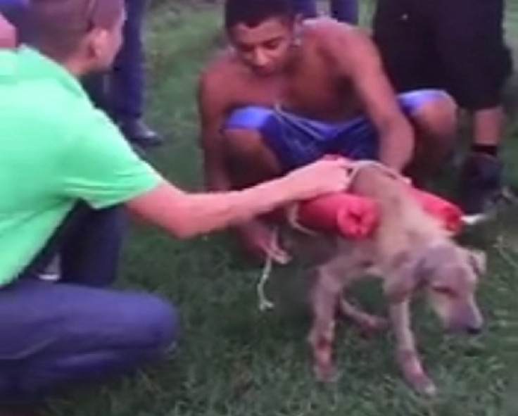 Dog appears to be strapped with explosives by youths who flee after lighting the fuses Dog appears to be strapped with explosives by youths who flee after lighting the fuses