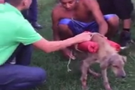 Dog appears to be strapped with explosives by youths who flee after lighting the fuses