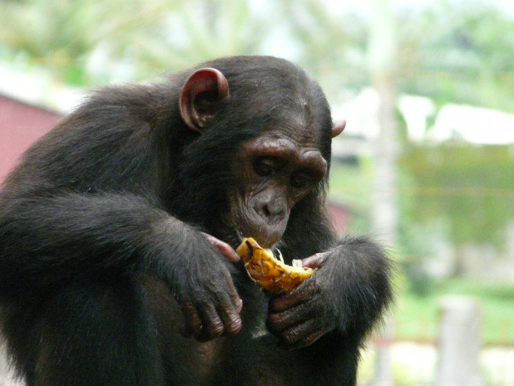 endangered chimpanzee