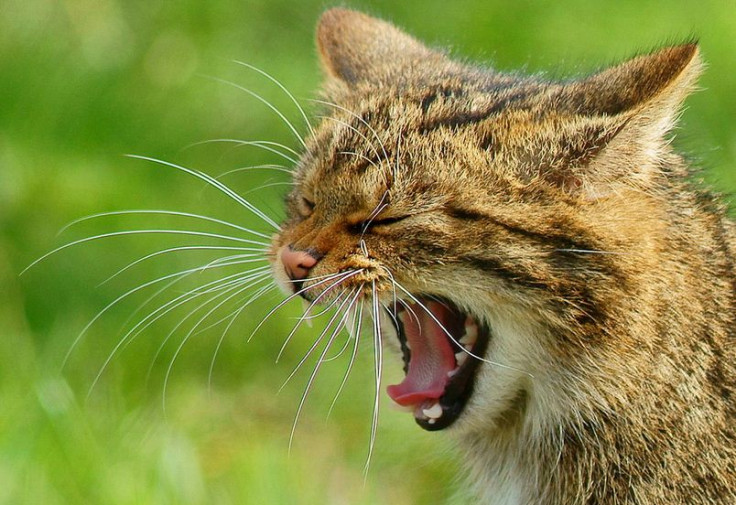 Evidence of ancient human diet containing dog, cat, fox and badger found