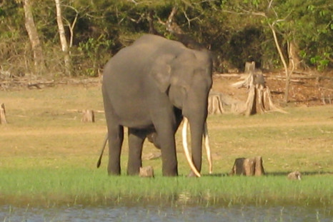 ASIAN ELEPHANT