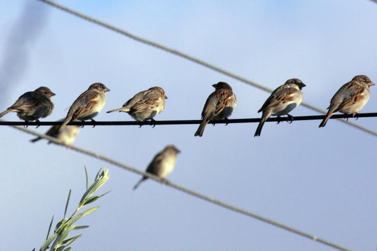 Birds on wire Amman