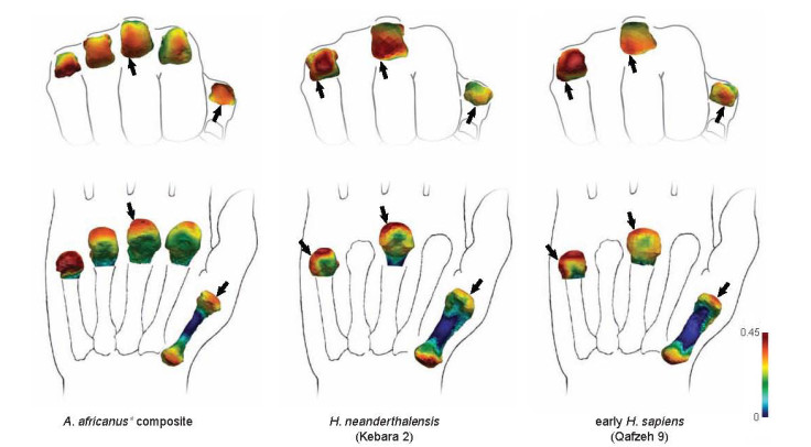 Australopithecus