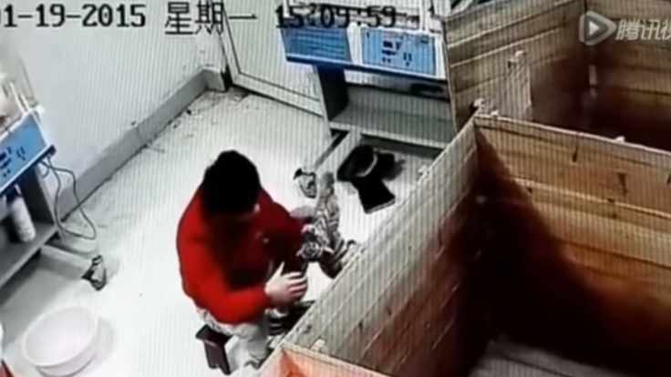 Man abusing a tiger cub