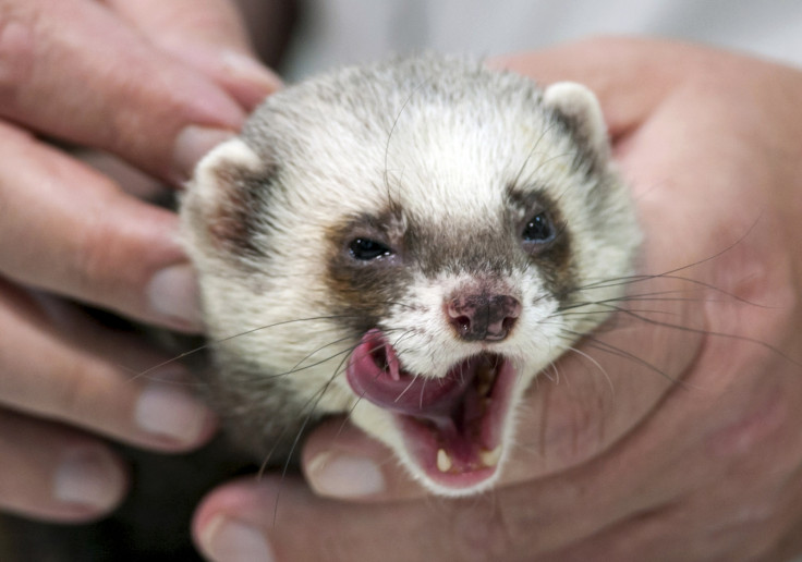 A baby in Pennsylania needed reconstructive surgery after being attacked by three ferrets. (Reuters)