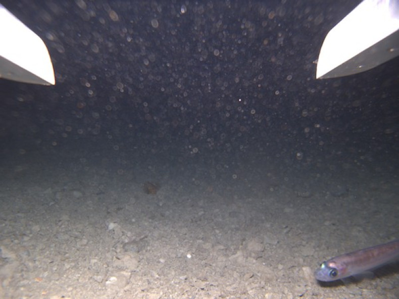 Fish found thriving thousands of feet underneath Antarctica leaves Scientist stunned