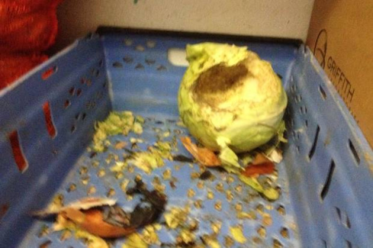 Grim: Cabbage gnawed by rats at Chick Inn in Walthamstow Grim: Cabbage gnawed by rats at Chick Inn in Walthamstow