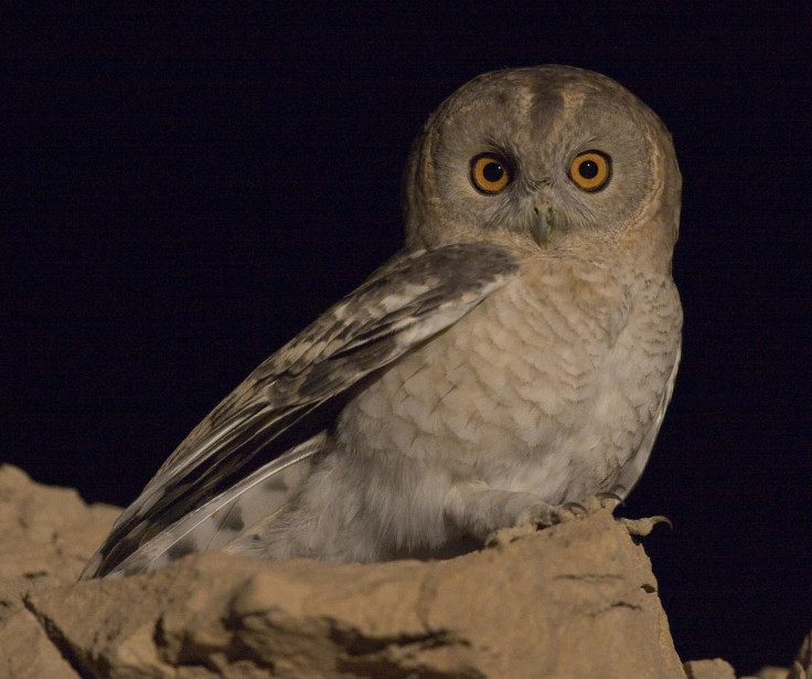 The Desert Tawny Owl (Strix aluco) is a different species from Hume's Owl