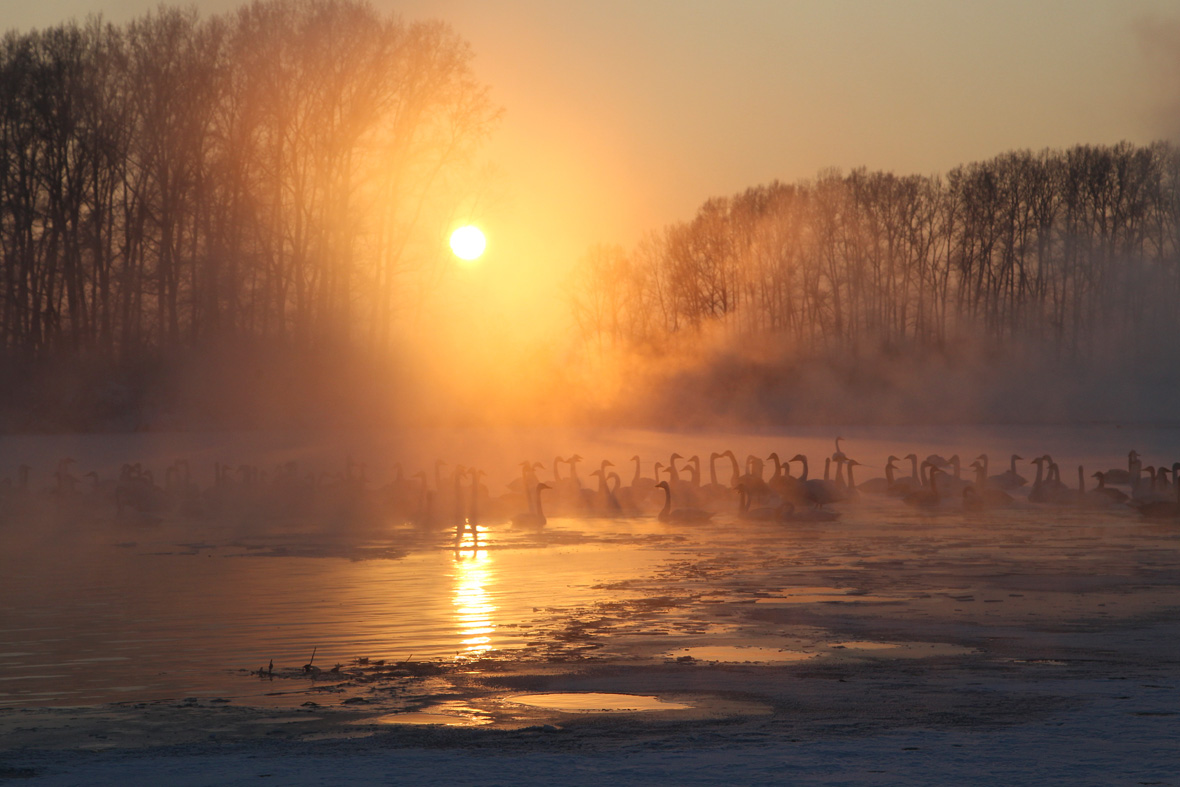 Swan lake Altai Russia