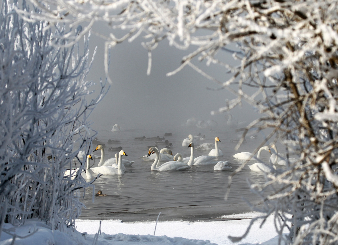Swan lake Altai Russia