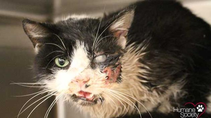 Bart the cat survived horrific injuries after being hit by a car