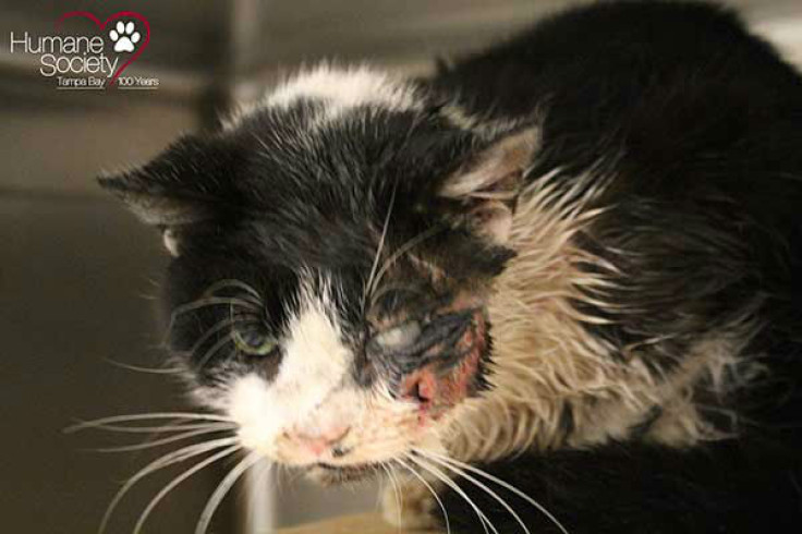 Florida cat claws his way out of his own grave after being buried alive
