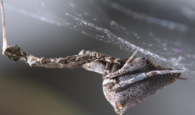 The 'garden centre spider' Uloborus plumipes weaves incredibly thin webs that are electrically charged to trap prey