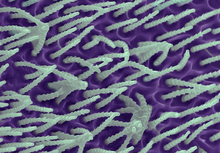 This false colour SEM image shows a small part of the spider's cribellum spinning plate with its unique silk outlets