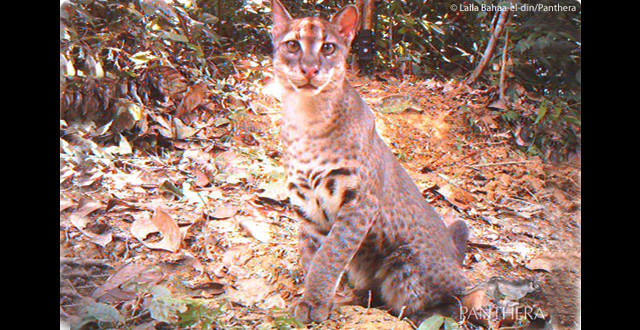African golden cat