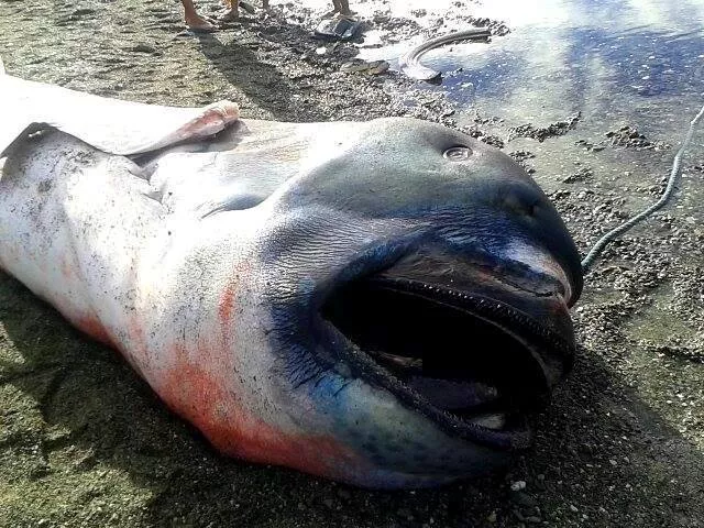 Rare 15ft megamouth shark washes up on Philippines beach [Photos] - Vimarsana News