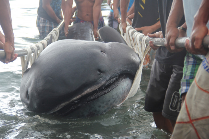 megamouth shark