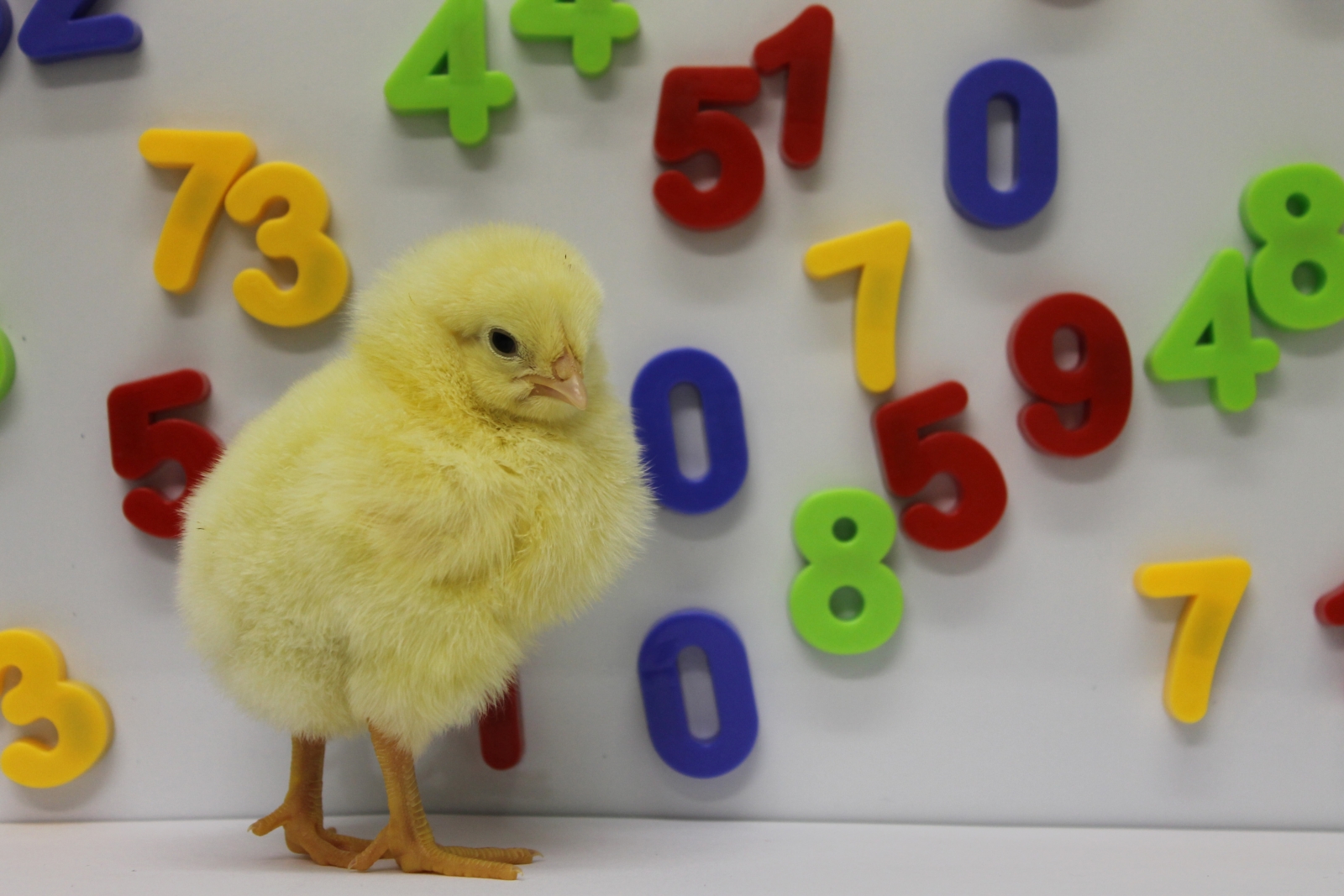Watch chicks count from left to right just like humans do | IBTimes UK