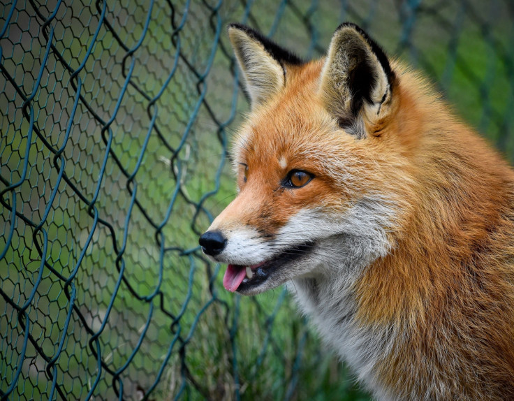 Foxes craving brake fluid blamed for car problems